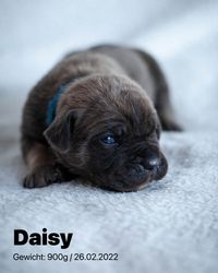 2022-02-26 05 Daisy