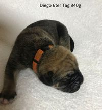 Diego 6ter Tag 840g
