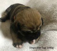 Diego 9ter Tag 1090g