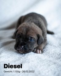 2022-02-26 06 Diesel