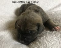 Diesel 9ter Tag 1000g