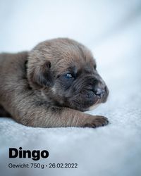 2022-02-26 07 Dingo